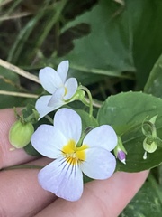 Viola tricolor