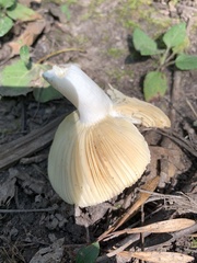 Russula grata