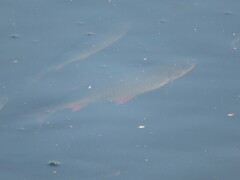 Scardinius erythrophthalmus