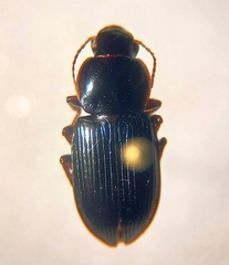 Harpalinae