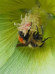 Bombus centralis