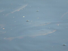 Scardinius erythrophthalmus