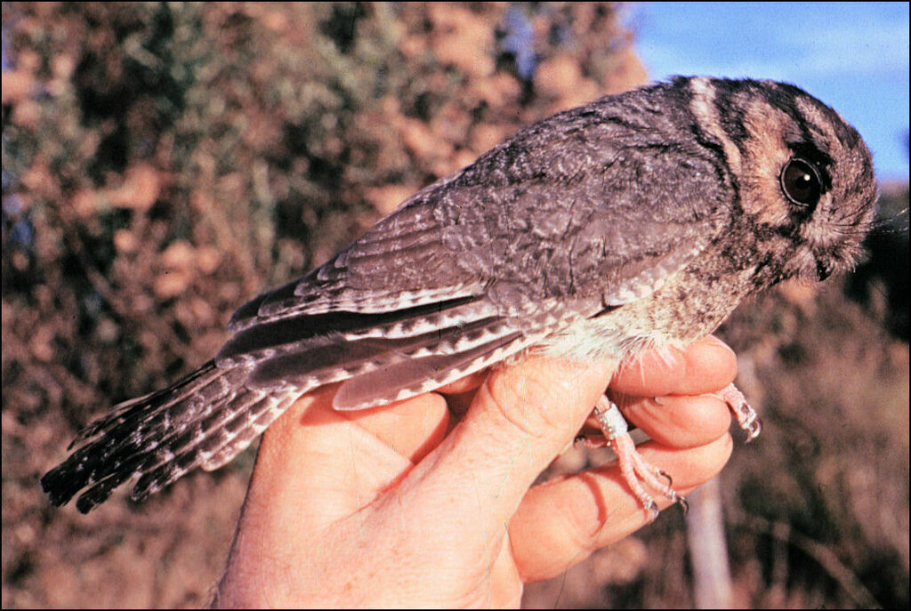 Australian Owlet-nightjar from Ridgeway TAS 7054, Australia on April 30 ...