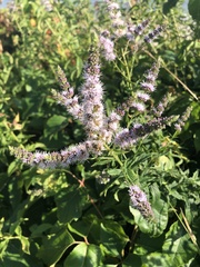 Mentha spicata