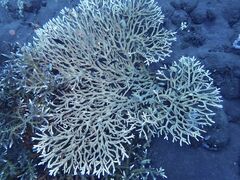 Acropora plumosa