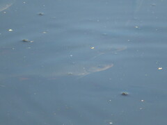 Scardinius erythrophthalmus