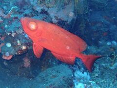 Priacanthus hamrur