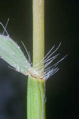 Dichanthium annulatum
