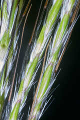 Dichanthium annulatum