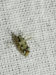 Phytocoris tiliae