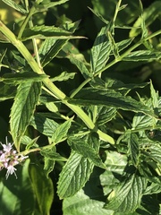 Mentha spicata