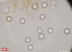 Plicariella flavovirens