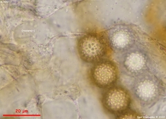 Plicariella flavovirens