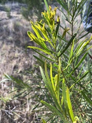 Acacia uncifolia