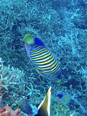 Pygoplites diacanthus