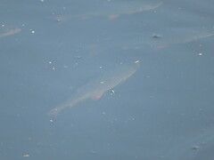 Scardinius erythrophthalmus