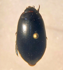 Dytiscidae