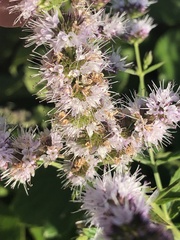 Mentha spicata