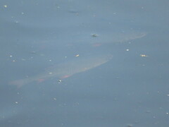 Scardinius erythrophthalmus