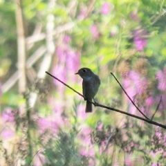Empidonax