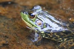 Lithobates septentrionalis