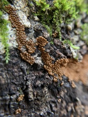 Leocarpus fragilis