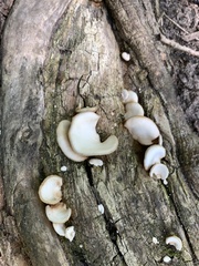 Crepidotus applanatus
