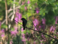 Empidonax