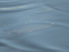 Scardinius erythrophthalmus