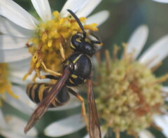 Vespula alascensis