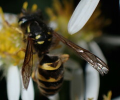 Vespula alascensis