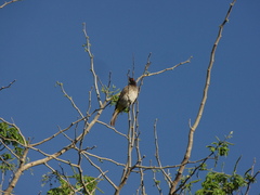 Pycnonotus nigricans