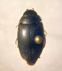 Agabinae