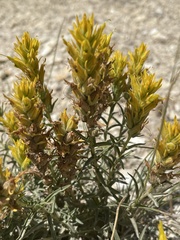 Castilleja flava