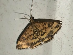 Pyrausta subsequalis