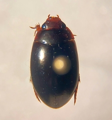 Dytiscidae