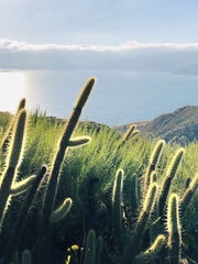 Bergerocactus emoryi