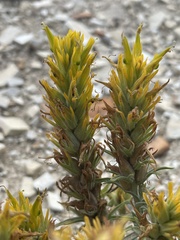 Castilleja flava