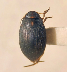 Dytiscidae