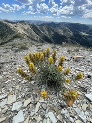 Castilleja flava