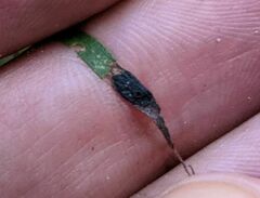 Asteromyia euthamiae