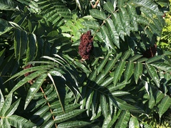 Rhus glabra
