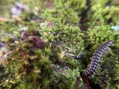 Metatrichia vesparium