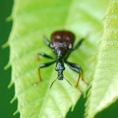 Apoderinae