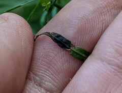 Asteromyia euthamiae