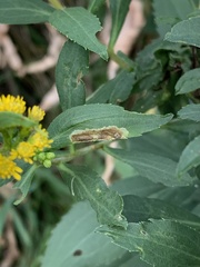 Nemorimyza posticata