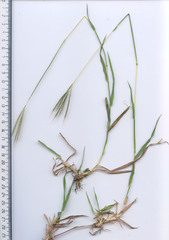 Dichanthium annulatum