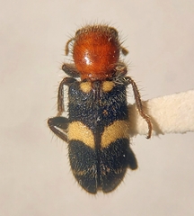 Enoclerus laetus