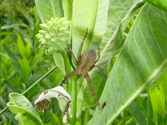 Pisaurina mira