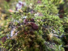 Metatrichia vesparium